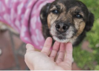 Mulher se separa do marido e pede na Justiça pensão para o cachorro