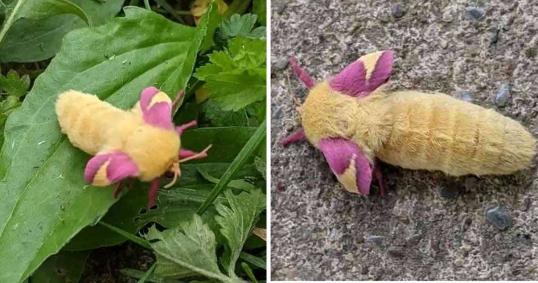 Criatura misteriosa encontrada em jardim parece um POKEMON. Descubra o que é: