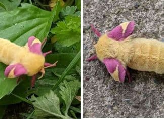 Criatura misteriosa encontrada em jardim parece um POKEMON. Descubra o que é: