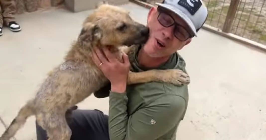 Cãozinho ao perceber que seria adotado enche de beijos sua nova dona. “Ele já sabia”. (VÍDEO)