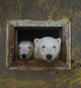 resilienciamag.com - Fotógrafo descobre família de Ursos Polares morando em Ilha abandonada na Rússia.