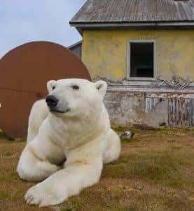 resilienciamag.com - Fotógrafo descobre família de Ursos Polares morando em Ilha abandonada na Rússia.