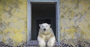 resilienciamag.com - Fotógrafo descobre família de Ursos Polares morando em Ilha abandonada na Rússia.