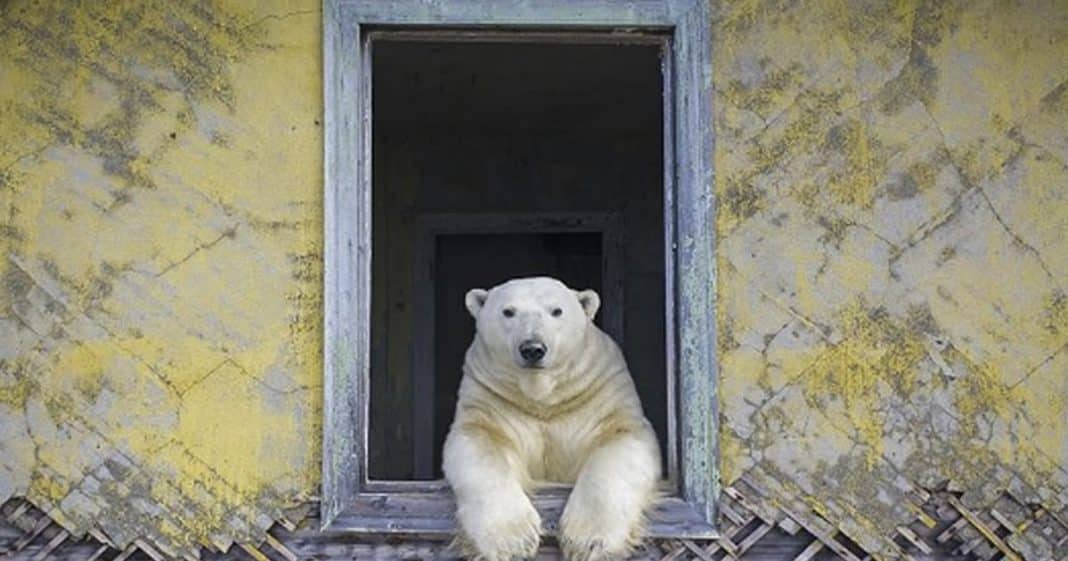 Fotógrafo descobre família de Ursos Polares morando em Ilha abandonada na Rússia.