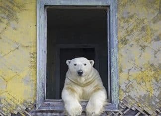Fotógrafo descobre família de Ursos Polares morando em Ilha abandonada na Rússia.