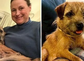 Cãozinho desaparecido se encontra com sua dona após 12 anos: ‘Senti muita falta dela’!