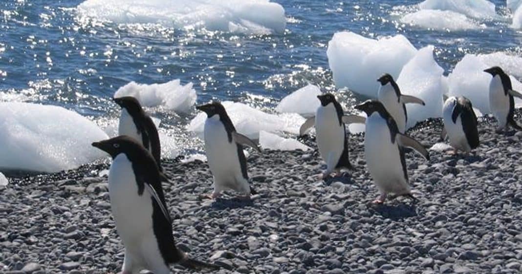 “O Juízo Final” se aproxima, alertam cientistas sobre o derretimento do Glaciar Thwaites