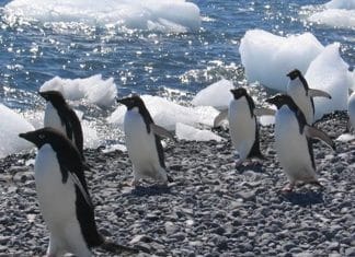 “O Juízo Final” se aproxima, alertam cientistas sobre o derretimento do Glaciar Thwaites