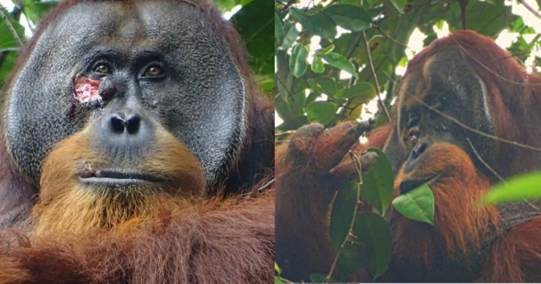 Fato inédito: Cientistas observam orangotango tratando uma ferida com planta medicinal.