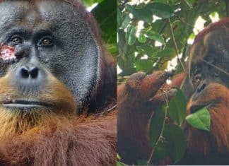 Fato inédito: Cientistas observam orangotango tratando uma ferida com planta medicinal.