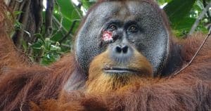 resilienciamag.com - Fato inédito: Cientistas observam orangotango tratando uma ferida com planta medicinal.