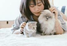 animais