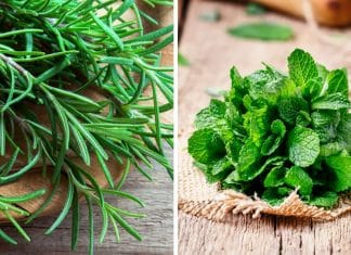 15 Plantas que afastam insetos e protegem sua casa naturalmente