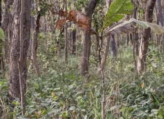 DESAFIO: Consegue encontrar o tigre escondido em apenas 12 segundos?