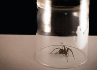 Por que nunca devemos matar aranhas em casa? Entenda o motivo para evitar essa ação