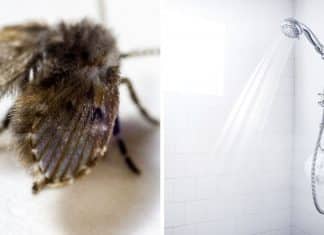 Seu banheiro tem essas moscas cinzas? Fique atento a esse sinal de alerta