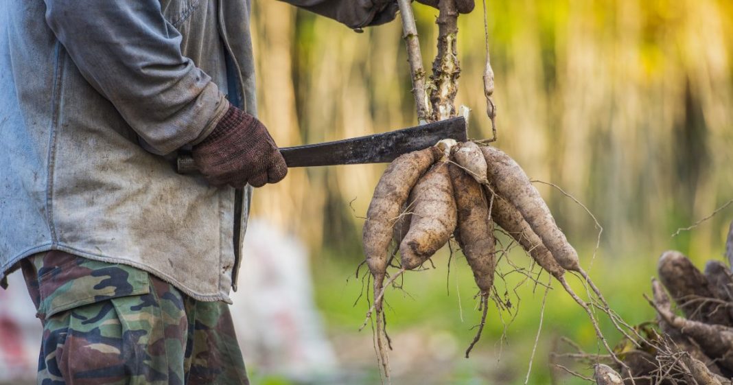Esse alimento comum está na mesa de milhões de pessoas, mas carrega uma toxina letal que já matou centenas