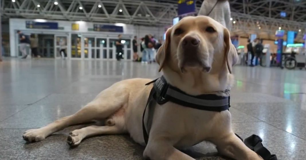 Treinado por 2 anos, cão de apoio é impedido de viajar com criança autista e revolta família
