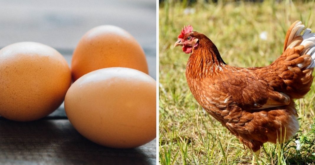 O que veio primeiro: O ovo ou a galinha? A ciência tem uma resposta surpreendente