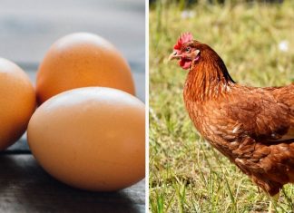 O que veio primeiro: O ovo ou a galinha? A ciência tem uma resposta surpreendente