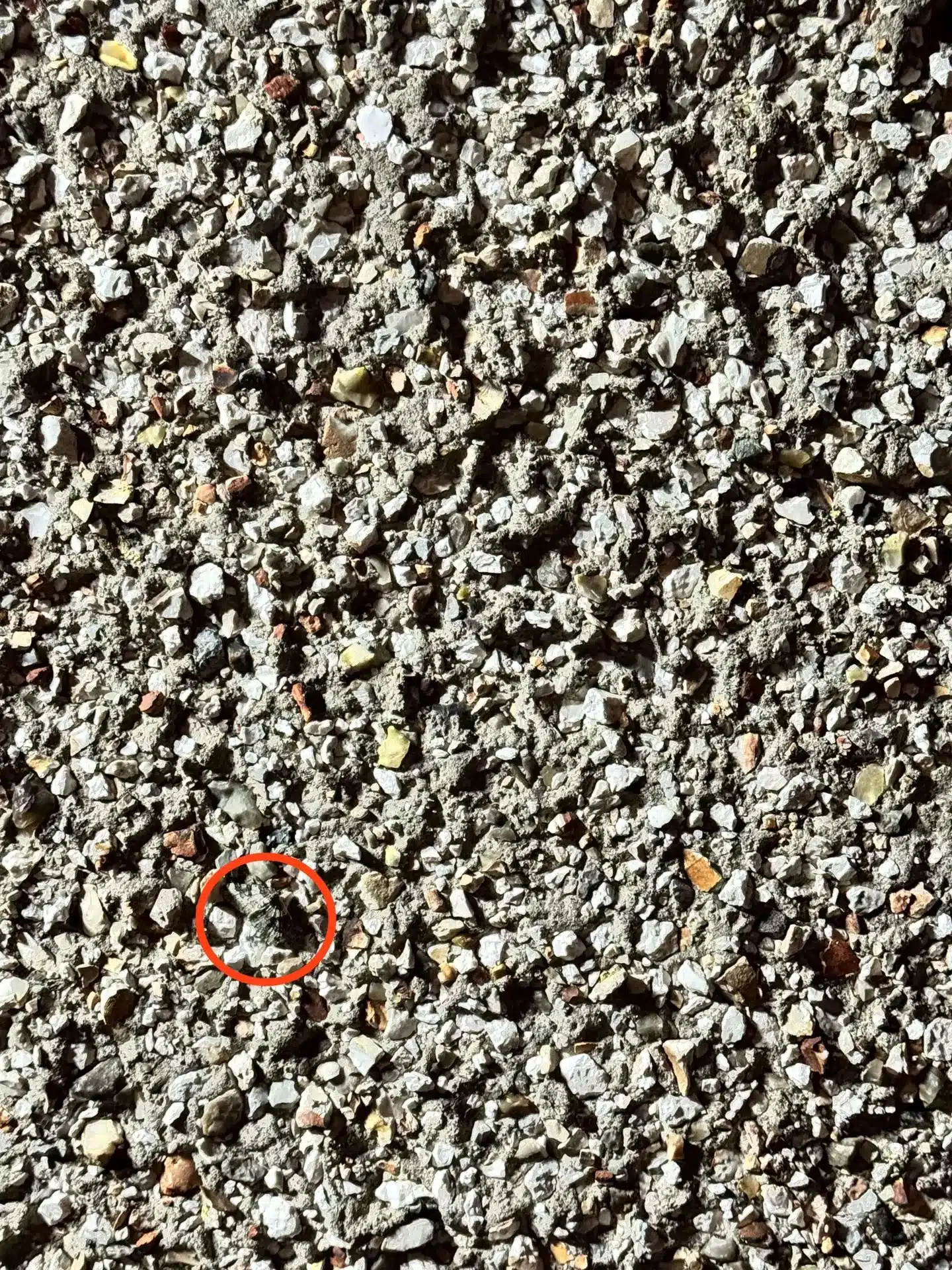 resilienciamag.com - Só 1 em cada 10 pessoas consegue encontrar: Onde está a mariposa camuflada na imagem?
