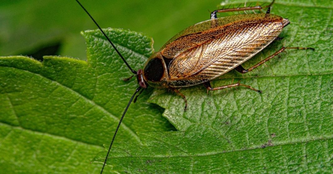 Adeus, baratas! Descubra o truque natural e barato que vai afastá-las da sua casa de uma vez por todas