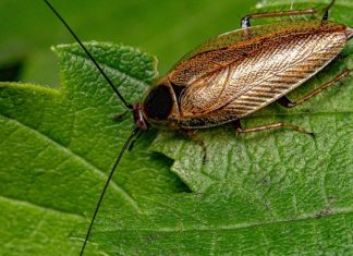 Adeus, baratas! Descubra o truque natural e barato que vai afastá-las da sua casa de uma vez por todas