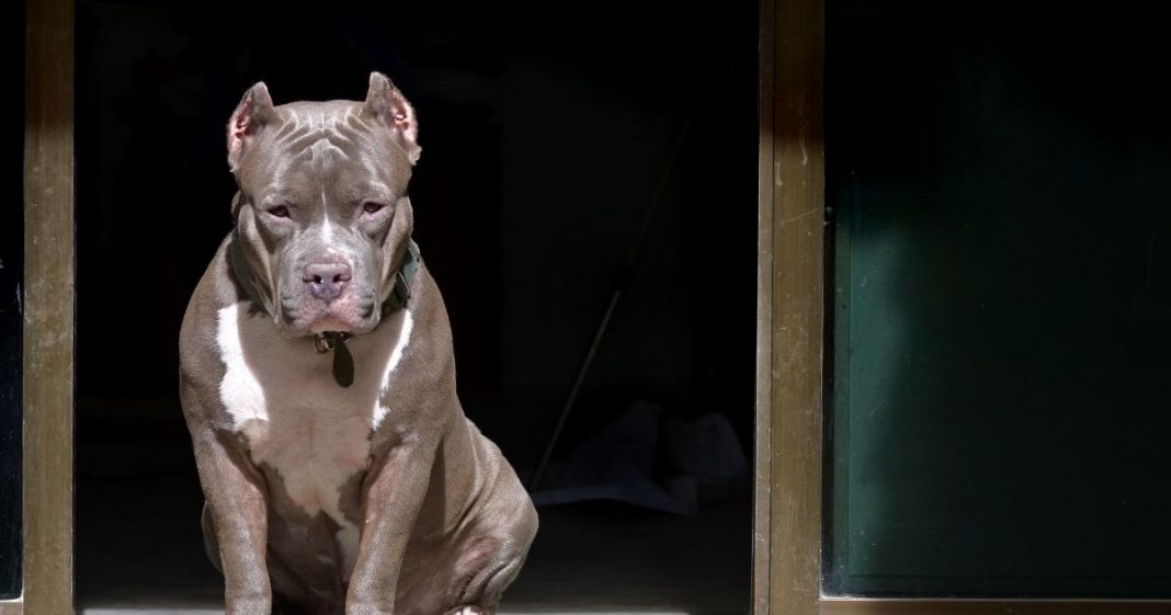 Nova lei em Santa Catarina pitbulls: Multa de R$5 mil e castração obrigatória