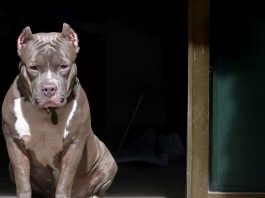 resilienciamag.com -