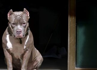 Nova lei em Santa Catarina pitbulls: Multa de R$5 mil e castração obrigatória