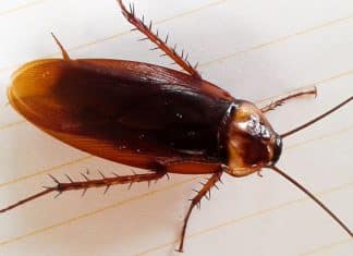 4 Animais que podem indicar energia negativa na sua casa (e o que isso significa espiritualmente)