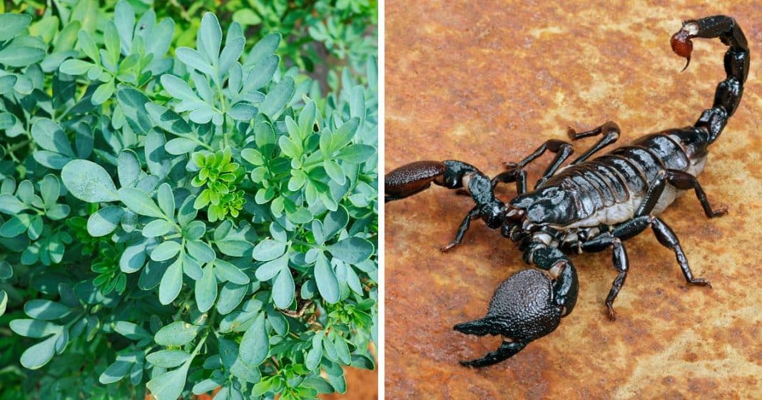 5 Plantas que ajudam a manter escorpiões longe da sua casa