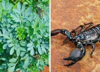 5 Plantas que ajudam a manter escorpiões longe da sua casa