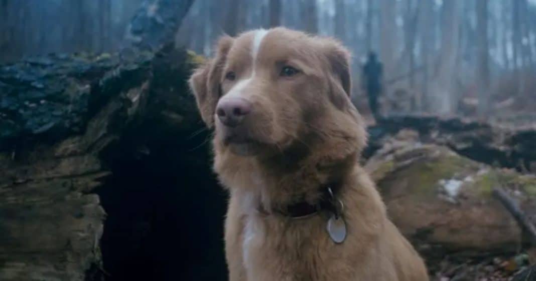O novo terror que promete assustar ao mostrar tudo do ponto de vista de um cachorro