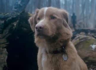 O novo terror que promete assustar ao mostrar tudo do ponto de vista de um cachorro