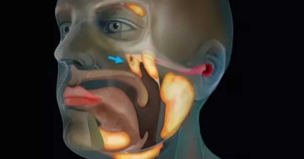Cientistas descobrem novo órgão humano que pode salvar pacientes com câncer