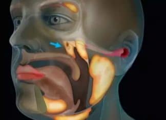 Cientistas descobrem novo órgão humano que pode salvar pacientes com câncer
