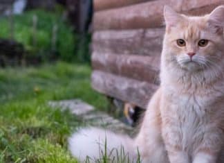 Como os gatos veem e ouvem os humanos: Simulação surpreende e muda tudo o que você imaginava