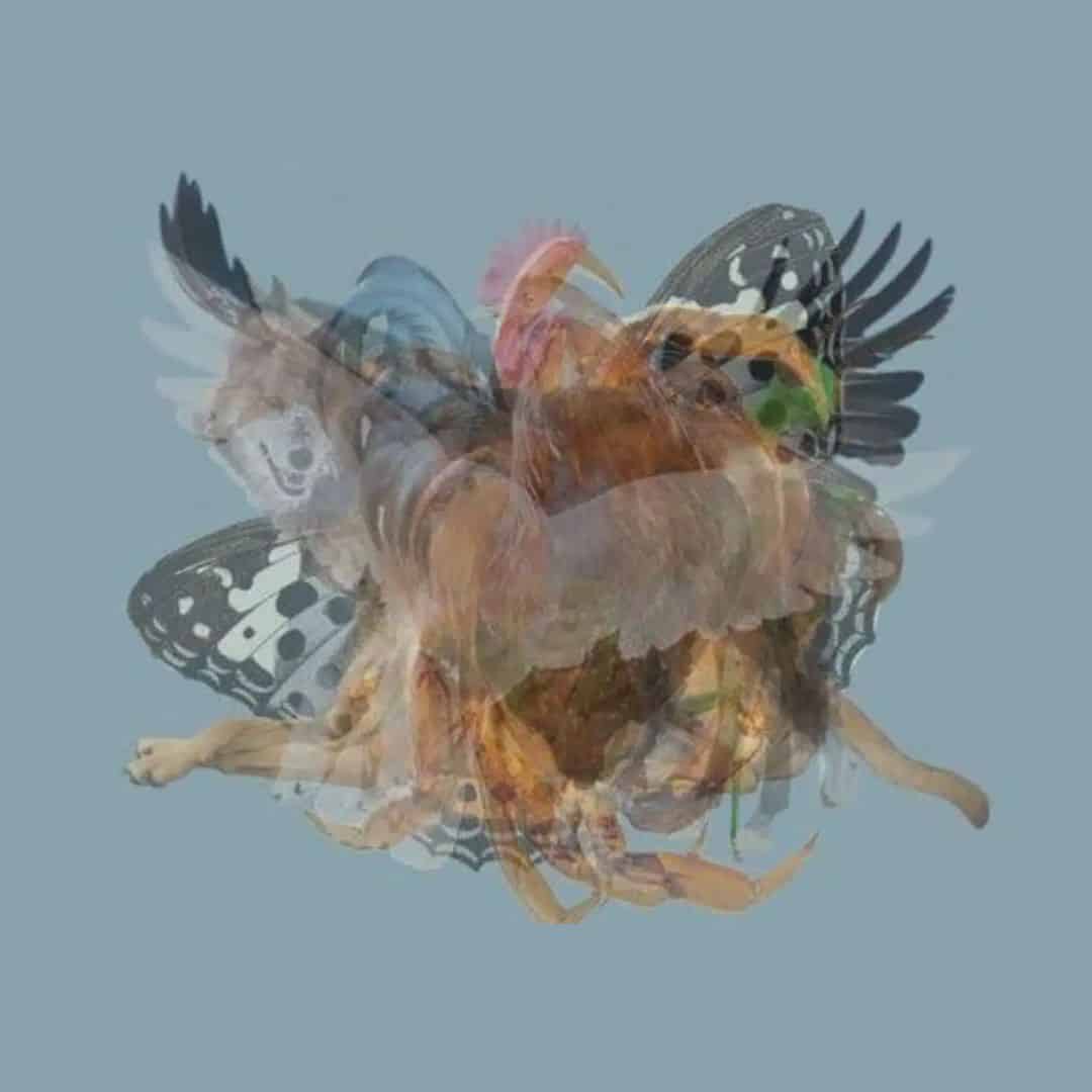 resilienciamag.com - O primeiro animal que você vê revela segredos profundos sobre sua personalidade