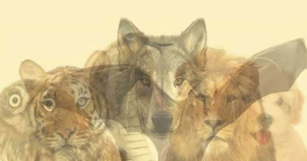 qual-animal-voce-ve-primeiro-ele-revela-o-poder-oculto-que-vive-dentro-de-voce Qual animal você vê primeiro? Ele revela o poder oculto que vive dentro de você!