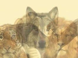 resilienciamag.com - resilienciamag.com -