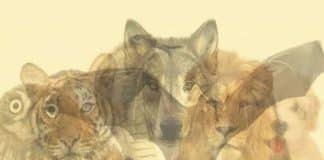 Qual animal você vê primeiro? Ele revela o poder oculto que vive dentro de você!