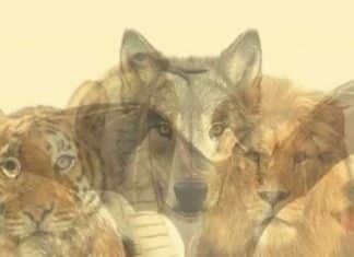 Qual animal você vê primeiro? Ele revela o poder oculto que vive dentro de você!