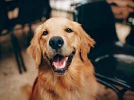 resilienciamag.com -