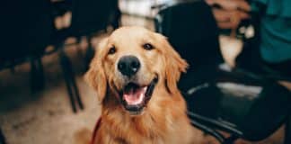 resilienciamag.com -