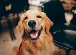 Você nunca imaginou isso: veja como se cachorro realmente te enxerga e te ouve