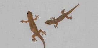 resilienciamag.com -