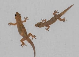 Se uma lagartixa apareceu na sua casa, isso pode ser um sinal espiritual poderoso