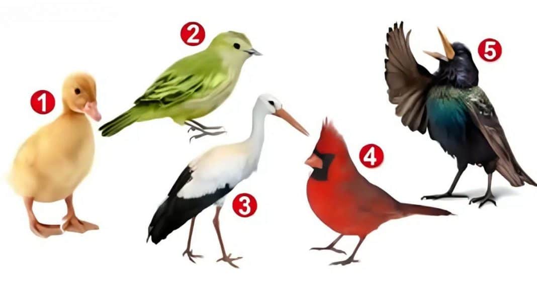 Pare tudo e escolha um pássaro: o resultado revela como você realmente encara a vida