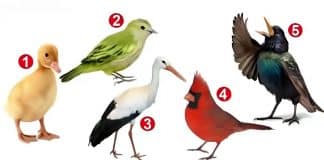 Pare tudo e escolha um pássaro: o resultado revela como você realmente encara a vida